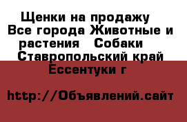 Щенки на продажу - Все города Животные и растения » Собаки   . Ставропольский край,Ессентуки г.